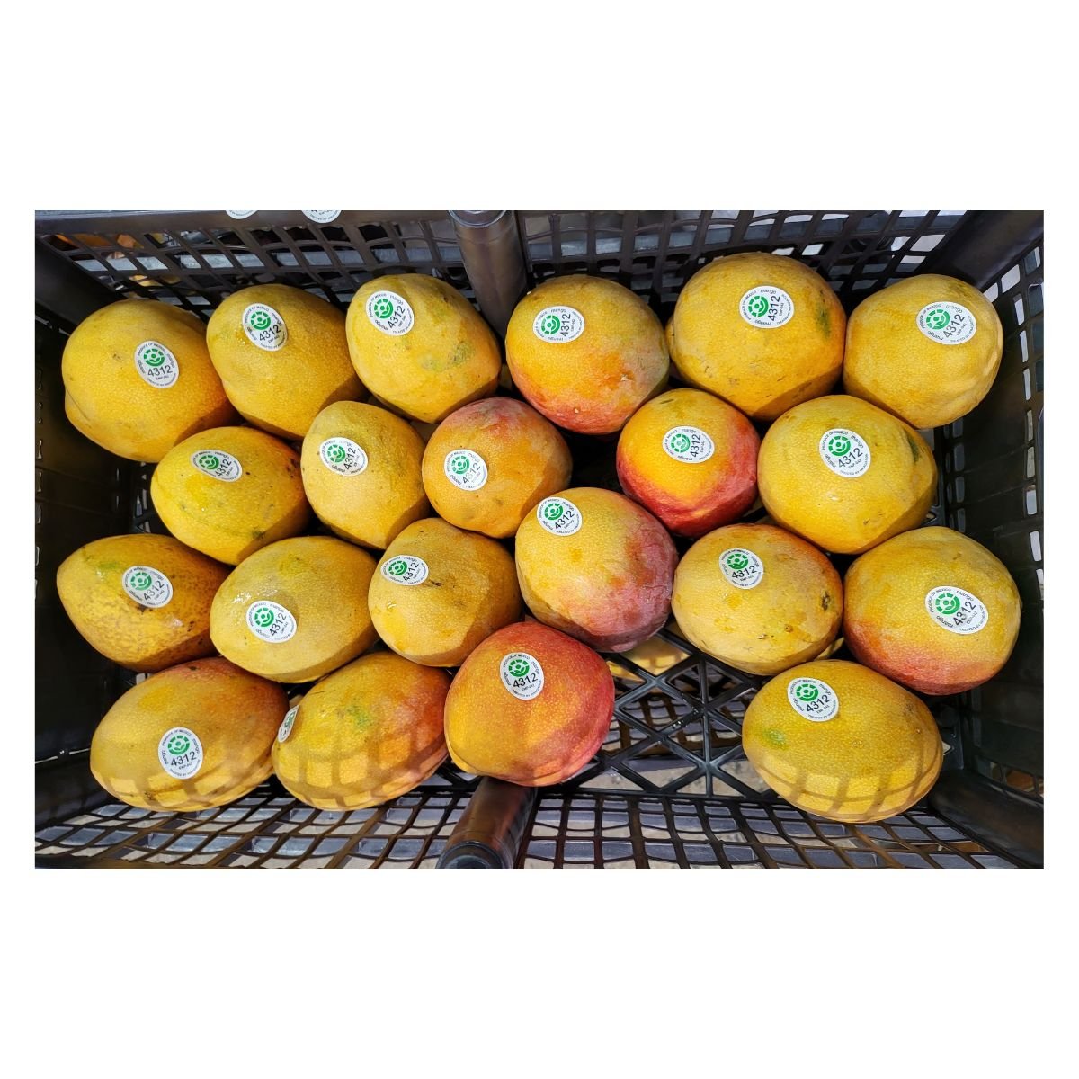 Best Quality Fresh Mangoes Large Size 10pcs - Fresh Mango | Desimart